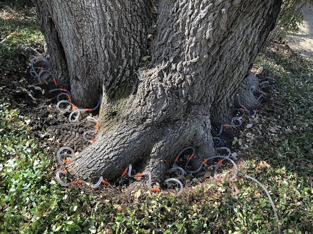 Detailed Tree Cabling and Bracing job site in Matfield Green
