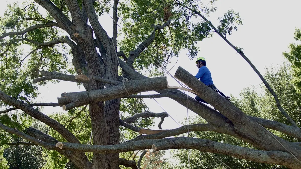 Professional Hazardous Tree Removal performed by certified arborists in Matfield Green