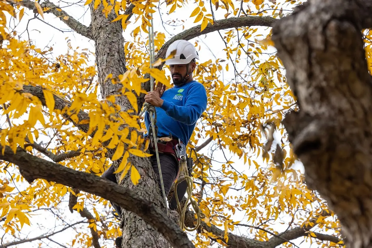 Skilled Tree Pruning crew working in Matfield Green